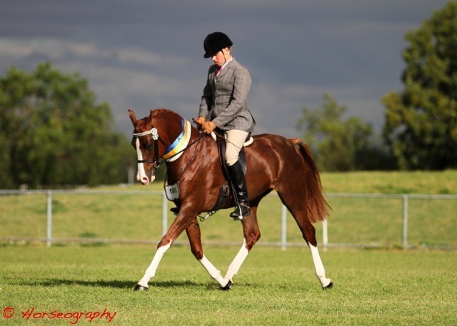 NSW Arabian State Titles - Sydney Australia