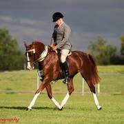 NSW Arabian State Titles - Sydney Australia
