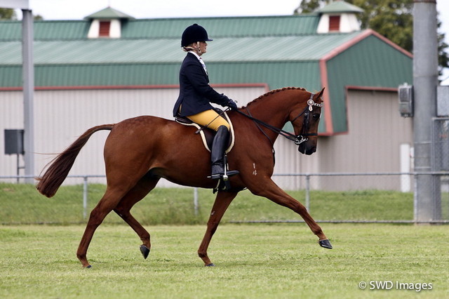 NSW Arabian State Titles - Sydney Australia