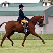 NSW Arabian State Titles - Sydney Australia