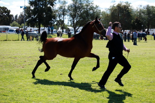 NSW Arabian State Titles - Sydney Australia