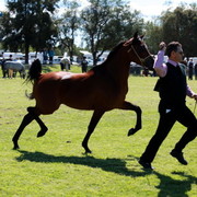 NSW Arabian State Titles - Sydney Australia