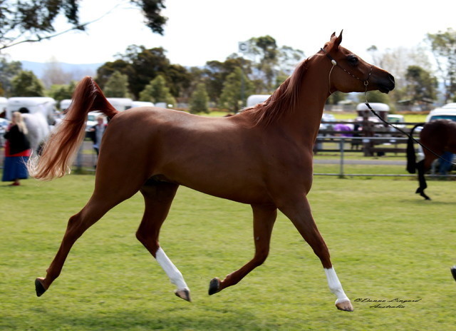NSW Arabian State Titles - Sydney Australia