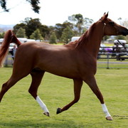 NSW Arabian State Titles - Sydney Australia