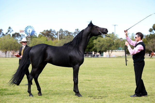 NSW Arabian State Titles - Sydney Australia