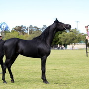 NSW Arabian State Titles - Sydney Australia