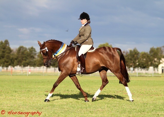 NSW Arabian State Titles - Sydney Australia