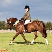 NSW Arabian State Titles - Sydney Australia