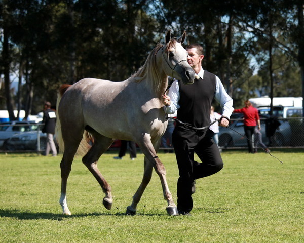NSW Arabian State Titles - Sydney Australia