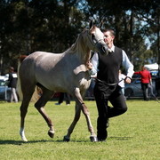NSW Arabian State Titles - Sydney Australia