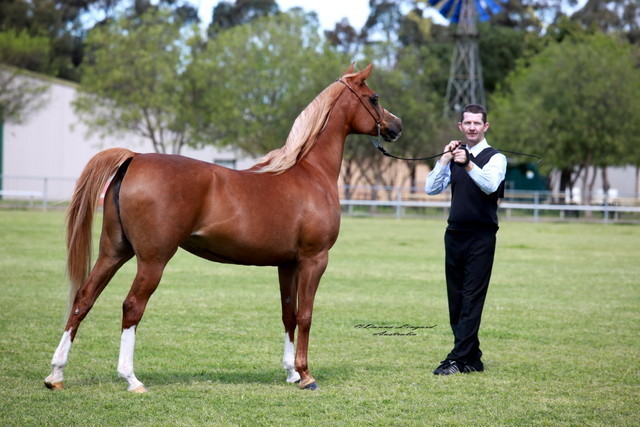NSW Arabian State Titles - Sydney Australia