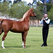 NSW Arabian State Titles - Sydney Australia