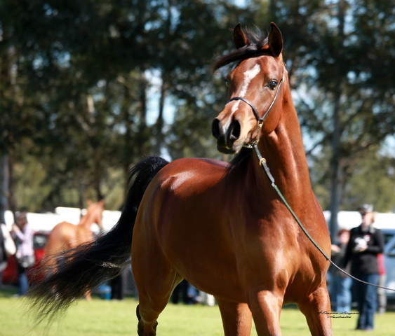 NSW Arabian State Titles - Sydney Australia