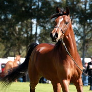 NSW Arabian State Titles - Sydney Australia