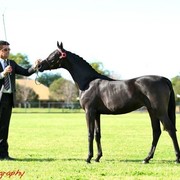 NSW Arabian State Titles - Sydney Australia