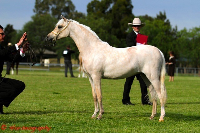 NSW Arabian State Titles - Sydney Australia