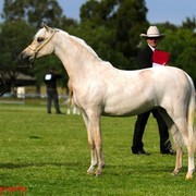 NSW Arabian State Titles - Sydney Australia