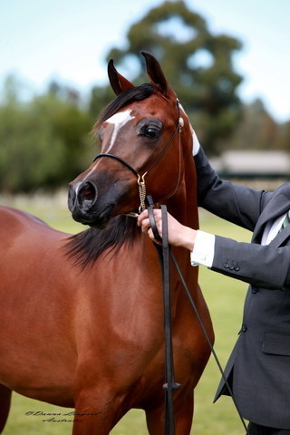 NSW Arabian State Titles - Sydney Australia