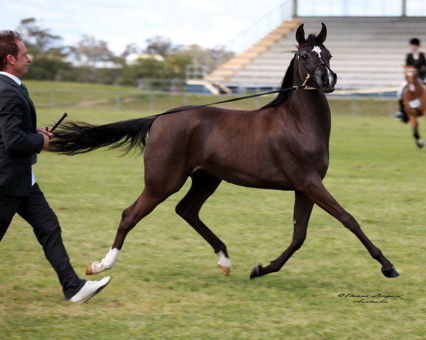 NSW Arabian State Titles - Sydney Australia