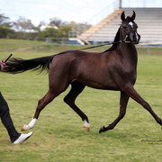 NSW Arabian State Titles - Sydney Australia