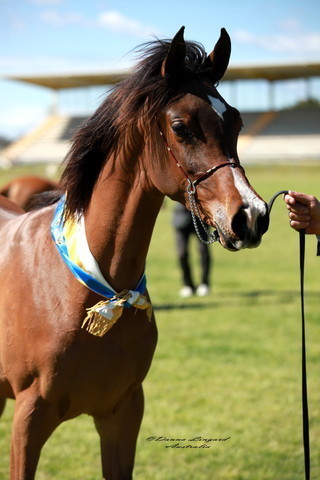 NSW Arabian State Titles - Sydney Australia