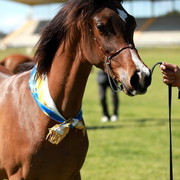 NSW Arabian State Titles - Sydney Australia