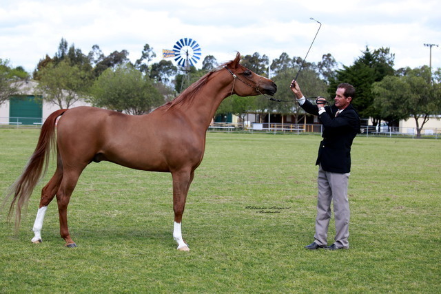 NSW Arabian State Titles - Sydney Australia
