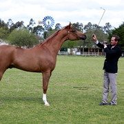NSW Arabian State Titles - Sydney Australia
