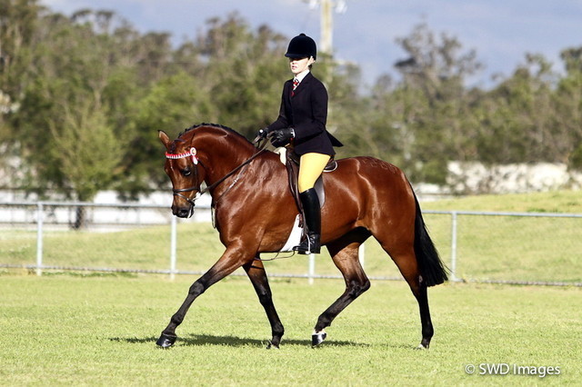 NSW Arabian State Titles - Sydney Australia