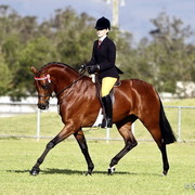 NSW Arabian State Titles - Sydney Australia