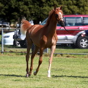 NSW Arabian State Titles - Sydney Australia