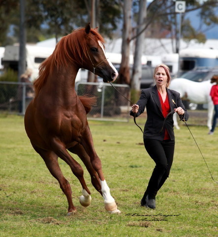 NSW Arabian State Titles - Sydney Australia