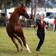 NSW Arabian State Titles - Sydney Australia