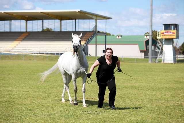 NSW Arabian State Titles - Sydney Australia