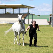 NSW Arabian State Titles - Sydney Australia