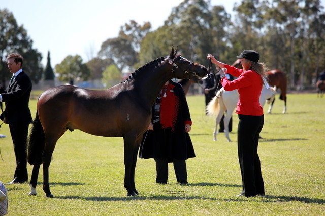 NSW Arabian State Titles - Sydney Australia