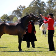 NSW Arabian State Titles - Sydney Australia