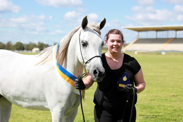 NSW Arabian State Titles - Sydney Australia