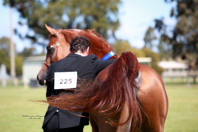 NSW Arabian State Titles - Sydney Australia