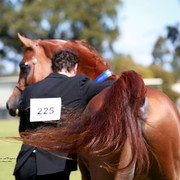 NSW Arabian State Titles - Sydney Australia
