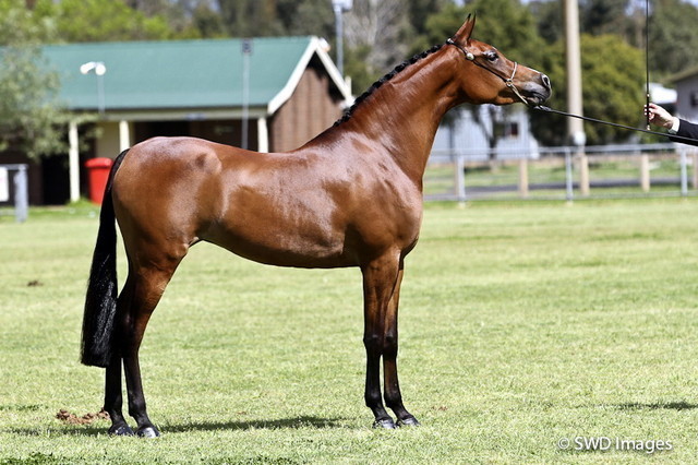 NSW Arabian State Titles - Sydney Australia