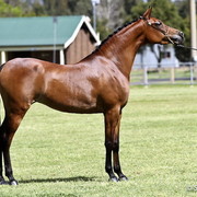 NSW Arabian State Titles - Sydney Australia