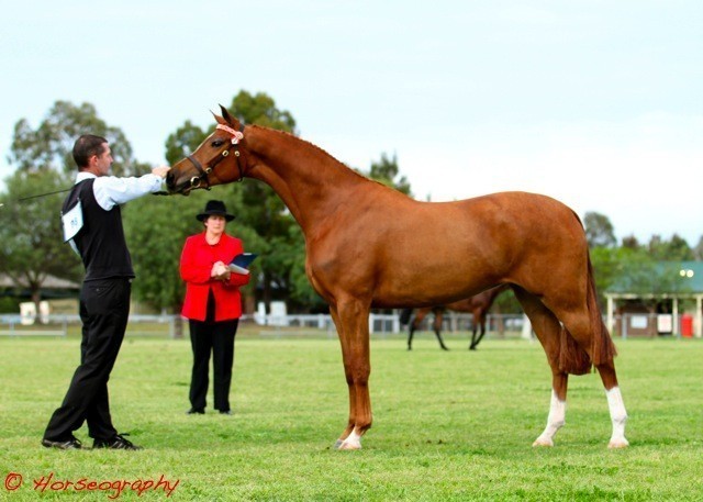 NSW Arabian State Titles - Sydney Australia