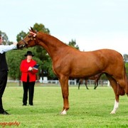 NSW Arabian State Titles - Sydney Australia