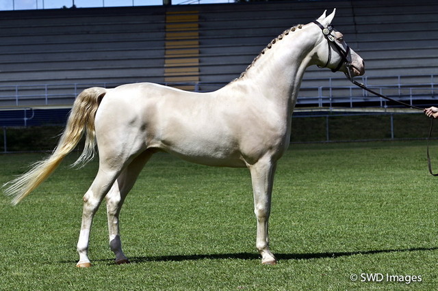 NSW Arabian State Titles - Sydney Australia