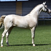 NSW Arabian State Titles - Sydney Australia