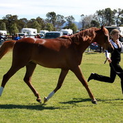 NSW Arabian State Titles - Sydney Australia