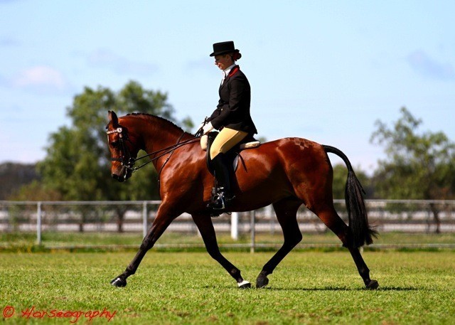 NSW Arabian State Titles - Sydney Australia