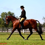 NSW Arabian State Titles - Sydney Australia