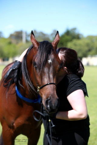NSW Arabian State Titles - Sydney Australia